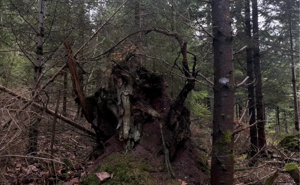 The Black Forest Journals