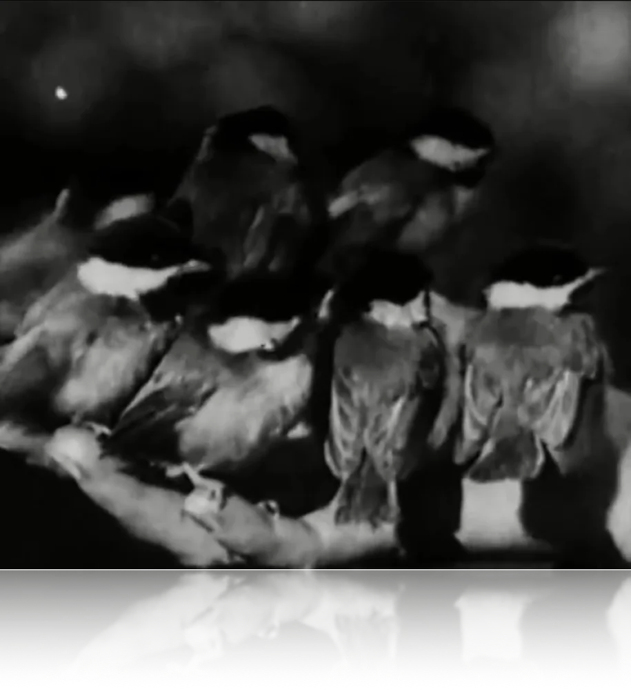 The Cut-Throat Finch Preludes
